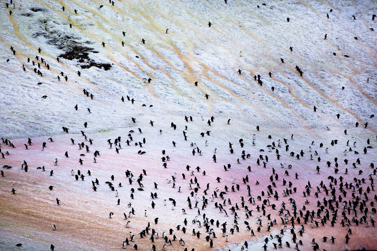 Barwy Antarktydy na zdjęciach Gastona Lacombe